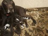 Собаки, щенки Немецкая гладкошерстная легавая, цена 10000 Грн., Фото