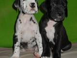 Собаки, щенки Немецкий дог, цена 10000 Грн., Фото