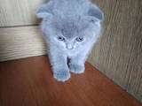 Кішки, кошенята Британська короткошерста, ціна 900 Грн., Фото