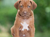 Собаки, щенята Родезійського ріджбек, ціна 13500 Грн., Фото