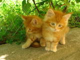Кішки, кошенята Мейн-кун, ціна 15000 Грн., Фото