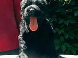 Собаки, щенята Чорний тер'єр, ціна 8000 Грн., Фото