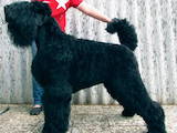 Собаки, щенки Черный терьер, цена 8000 Грн., Фото