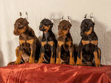 Собаки, щенки Доберман, цена 12000 Грн., Фото