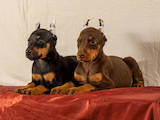 Собаки, щенята Доберман, ціна 12000 Грн., Фото
