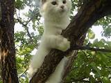 Кішки, кошенята Невськая маскарадна, ціна 15500 Грн., Фото