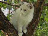 Кішки, кошенята Невськая маскарадна, ціна 15500 Грн., Фото