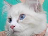 Кошки, котята Невская маскарадная, цена 15500 Грн., Фото
