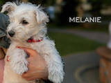 Собаки, щенята Вестхайленд уайт тер'єр, ціна 12000 Грн., Фото