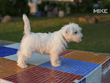 Собаки, щенята Вестхайленд уайт тер'єр, ціна 12000 Грн., Фото