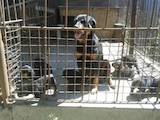 Собаки, щенята Ротвейлер, ціна 2000 Грн., Фото