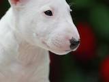 Собаки, щенята Мініатюрний бультер'єр, ціна 32000 Грн., Фото