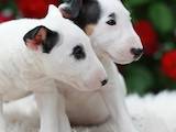 Собаки, щенки Миниатюрный бультерьер, цена 32000 Грн., Фото