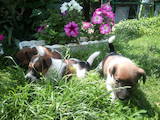 Собаки, щенки Гладкошерстный фокстерьер, цена 1000 Грн., Фото