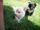 Собаки, щенки Восточно-Сибирская лайка, цена 2000 Грн., Фото
