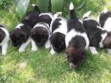 Собаки, щенки Американский акита, цена 100 Грн., Фото