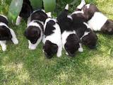 Собаки, щенята Американський акіта, ціна 100 Грн., Фото