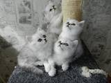 Кошки, котята Британская длинношёрстная, цена 1300 Грн., Фото