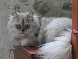 Кішки, кошенята Британська довгошерста, ціна 1300 Грн., Фото