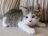 Кішки, кошенята Шотландська короткошерста, ціна 10 Грн., Фото