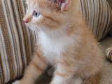 Кішки, кошенята Шотландська короткошерста, ціна 10 Грн., Фото