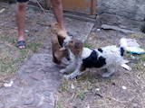 Собаки, щенки Жесткошерстный фокстерьер, цена 2500 Грн., Фото