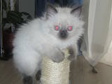 Кошки, котята Балинез, цена 800 Грн., Фото