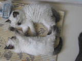 Кішки, кошенята Балінез, ціна 800 Грн., Фото
