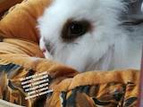 Грызуны Кролики, цена 10 Грн., Фото