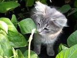 Кошки, котята Беспородная, цена 30 Грн., Фото