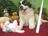Собаки, щенки Московская сторожевая, цена 7000 Грн., Фото