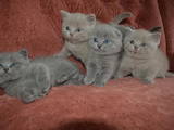 Кішки, кошенята Шотландська висловуха, ціна 2500 Грн., Фото