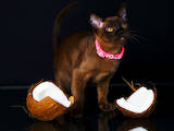 Кішки, кошенята Бурма, ціна 22600 Грн., Фото