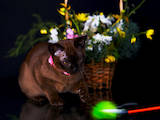 Кошки, котята Бурма, цена 22600 Грн., Фото