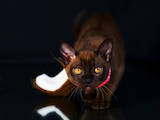 Кошки, котята Бурма, цена 22600 Грн., Фото