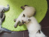 Кішки, кошенята Регдолл, ціна 2500 Грн., Фото
