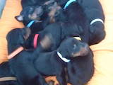 Собаки, щенки Доберман, цена 6000 Грн., Фото