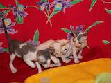 Кішки, кошенята Корніш-рекс, ціна 2900 Грн., Фото