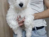 Собаки, щенята Вестхайленд уайт тер'єр, ціна 6000 Грн., Фото