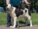 Собаки, щенята Середньоазіатська вівчарка, ціна 10000 Грн., Фото