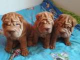 Собаки, щенки Шарпей, цена 4000 Грн., Фото
