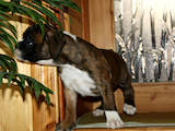Собаки, щенята Боксер, ціна 7800 Грн., Фото