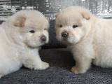 Собаки, щенки Чау-чау, цена 12000 Грн., Фото