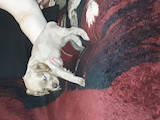 Собаки, щенята Англійський коккер, ціна 1600 Грн., Фото