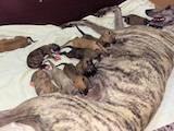 Собаки, щенки Грейхаунд, цена 7000 Грн., Фото