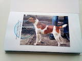 Собаки, щенки Гладкошерстный фокстерьер, цена 3000 Грн., Фото