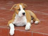Собаки, щенки Американский стаффордширский терьер, цена 15000 Грн., Фото