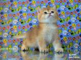 Кошки, котята Британская короткошерстная, цена 13500 Грн., Фото