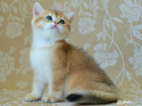Кішки, кошенята Британська короткошерста, ціна 13500 Грн., Фото