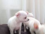 Собаки, щенки Чихуа-хуа, цена 3000 Грн., Фото